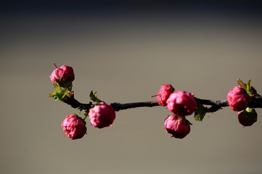 櫻桃花