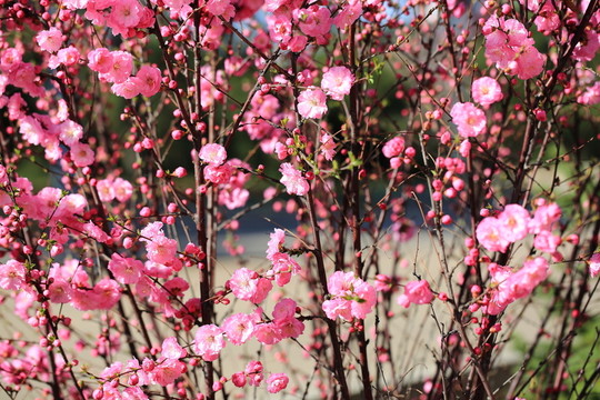 櫻桃花