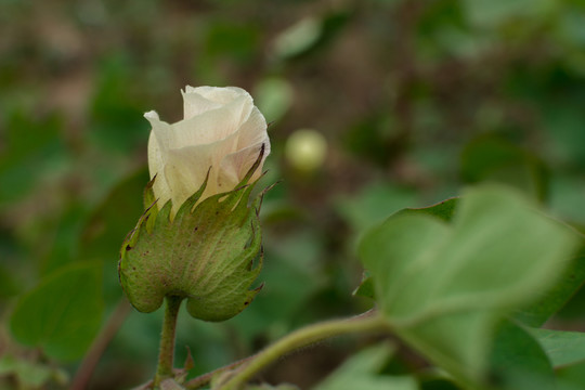 棉花