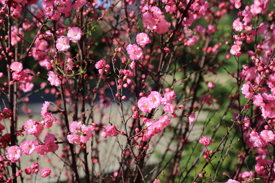 櫻桃花