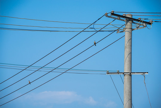電線桿