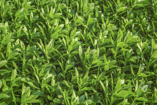 養(yǎng)心菜綠葉背景