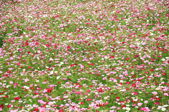 花海