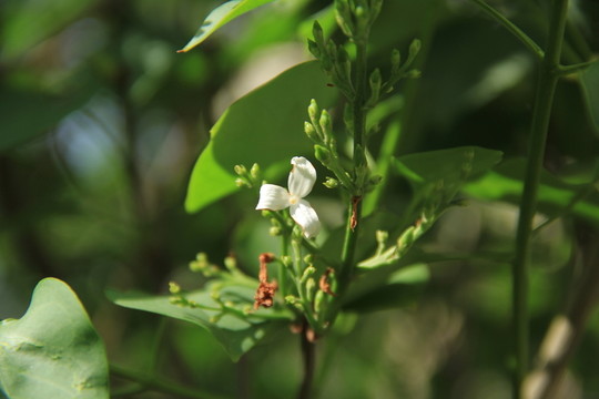 綠葉白花