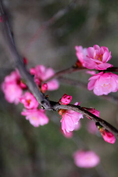 桃紅柳綠 花卉 花樹(shù) 春天 花