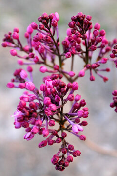 丁香花