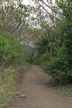 林中小路