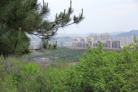 山林