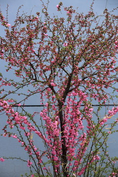 櫻桃花