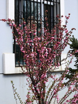 櫻桃花