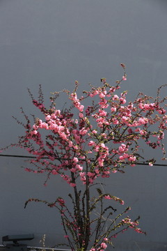 櫻桃花