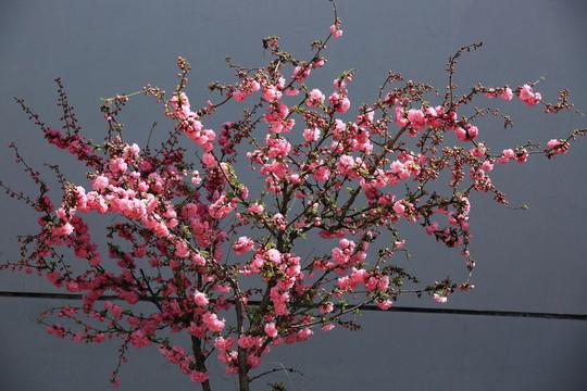 櫻桃花