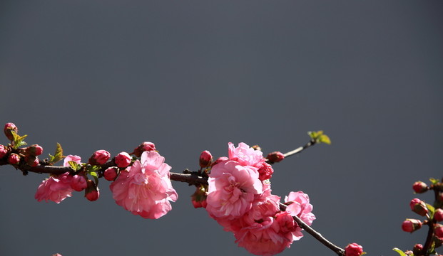 櫻桃花