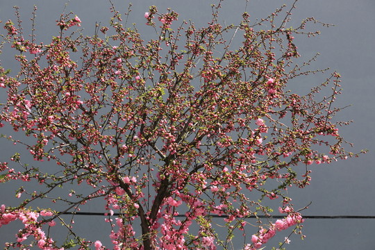 櫻桃花