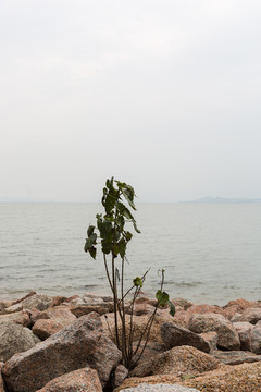 海邊小樹