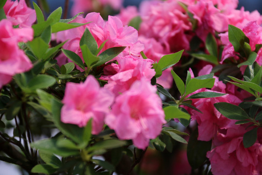 杜鵑花