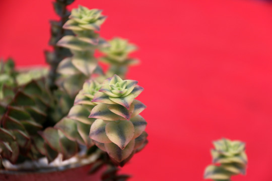 石蓮花