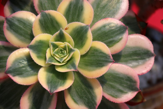 石蓮花