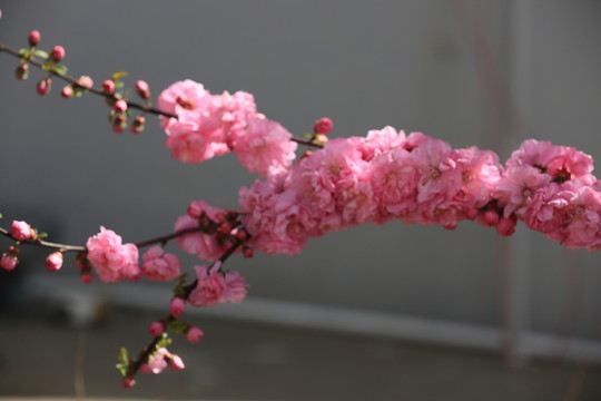 櫻桃花