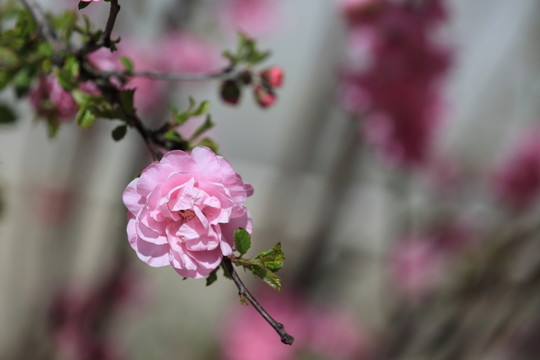 櫻桃花
