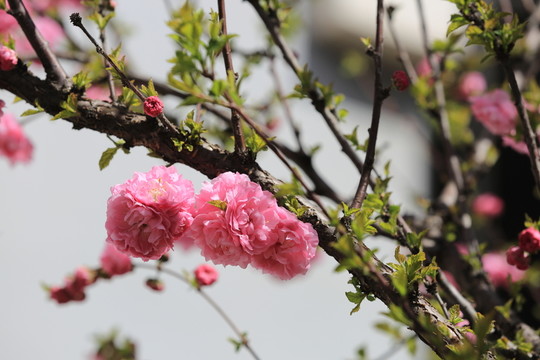櫻桃花