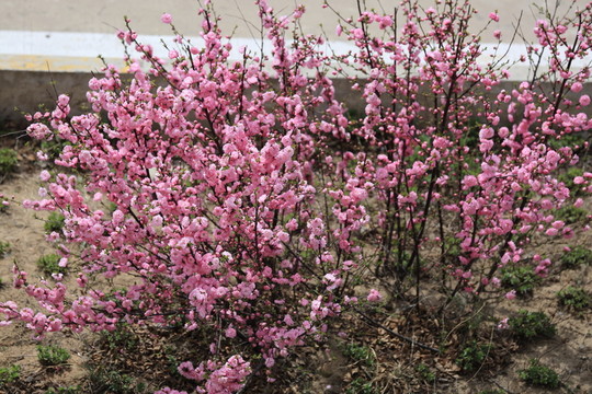 櫻桃花