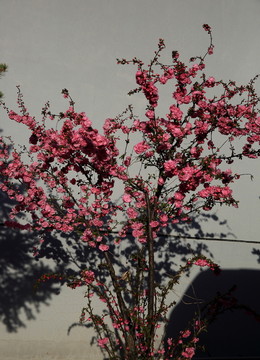 櫻桃花