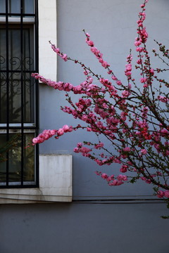 櫻桃花