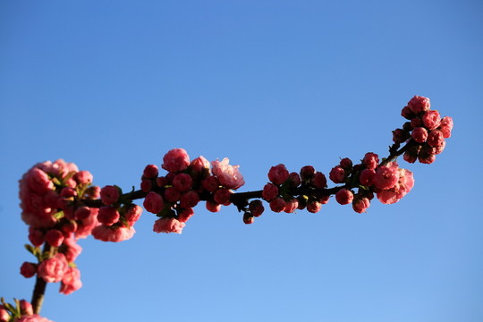 櫻桃花