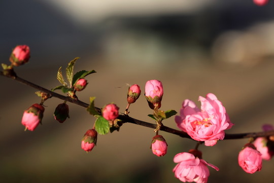 櫻桃花