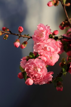 櫻桃花