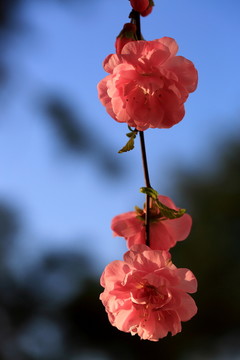 櫻桃花