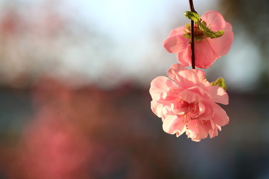 櫻桃花