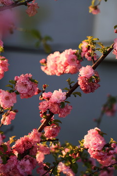 櫻桃花