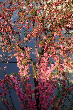 櫻桃花
