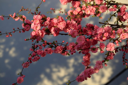 櫻桃花