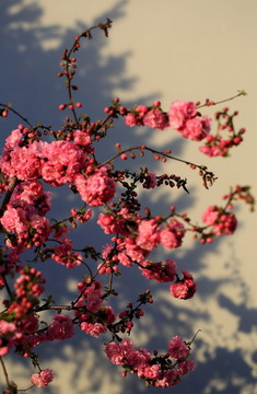 櫻桃花