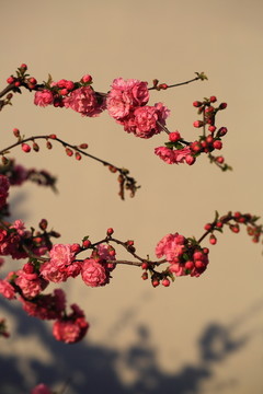 櫻桃花