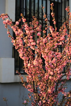 櫻桃花