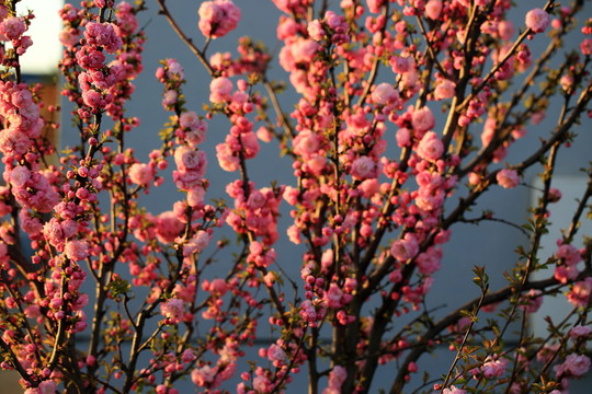 櫻桃花
