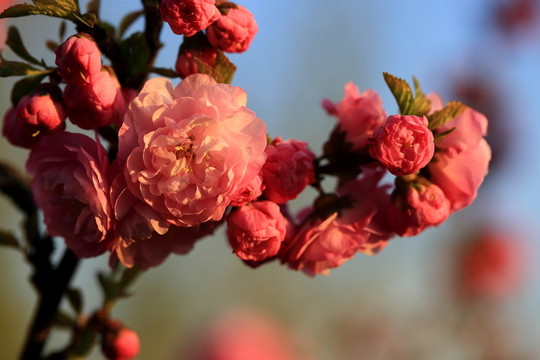 櫻桃花