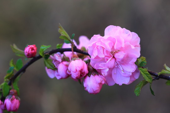 櫻桃花