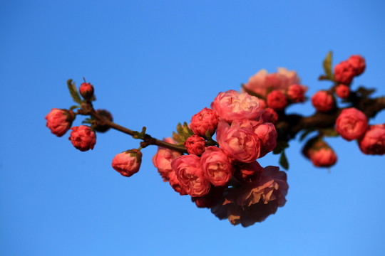 櫻桃花