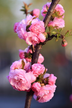 櫻桃花