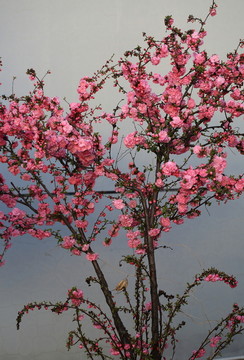 櫻桃花