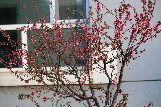 櫻桃花