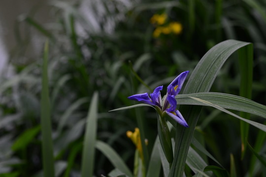 蘭花