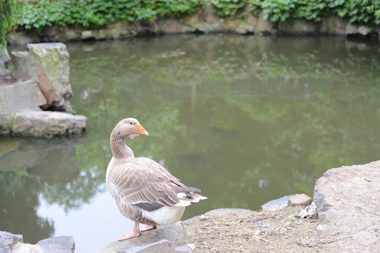 雁鵝