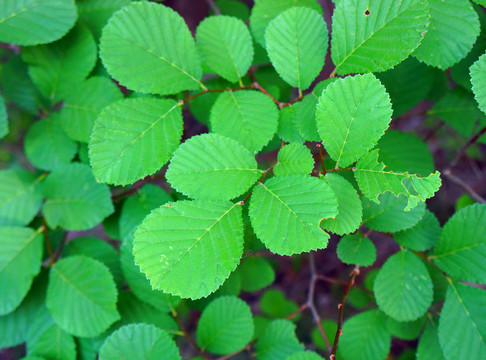 綠葉 山榆