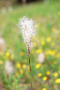 蘆葦花